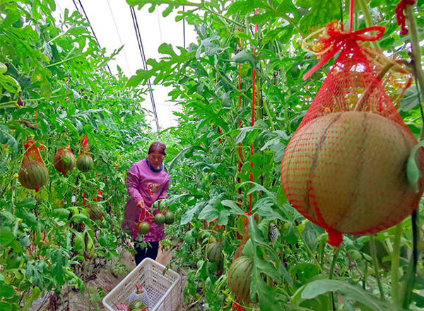 <strong>“谷雨时节，农发科技西瓜品种培育实验分时段实施</strong>